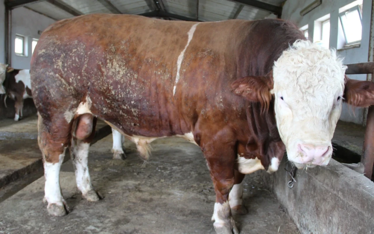 16 740 manata satılan qurbanlıq